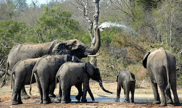 Parc national de Campo-Maan. Les éléphants sèment l’insécurité
